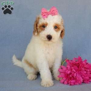 Emmy, Mini Goldendoodle Puppy